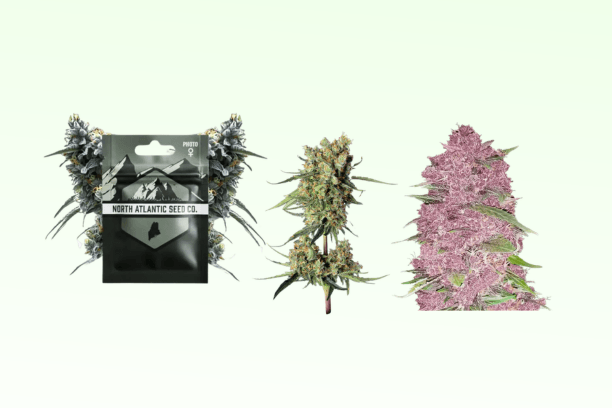 North Atlantic Seeds Review