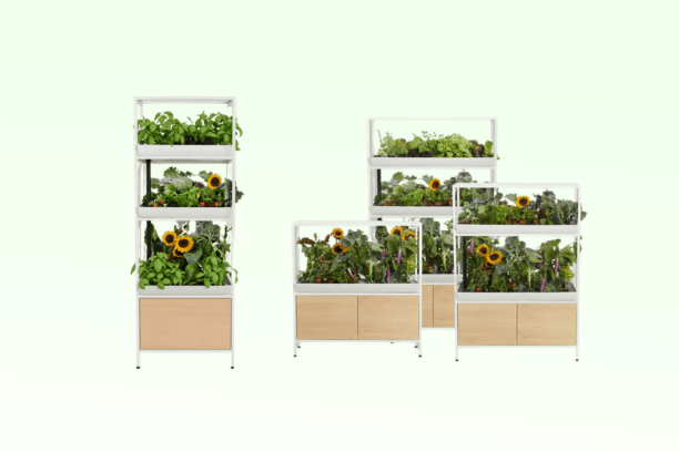 Rise Garden Review