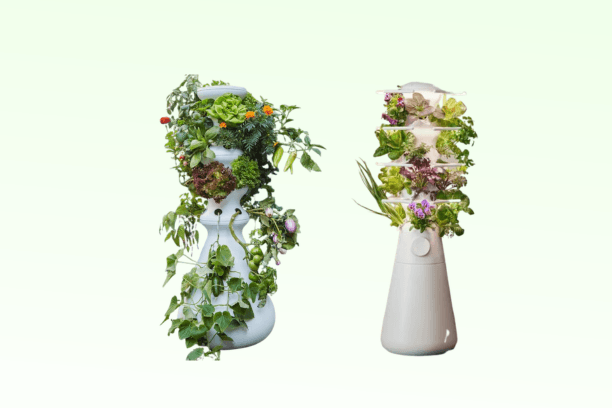 Lettuce Grow Review