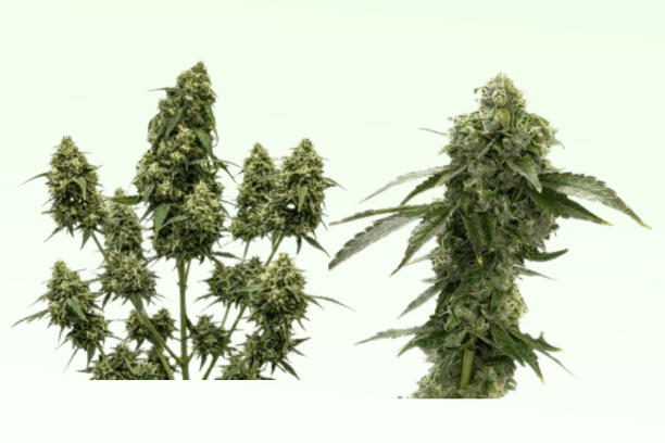 Homegrown Cannabis Review